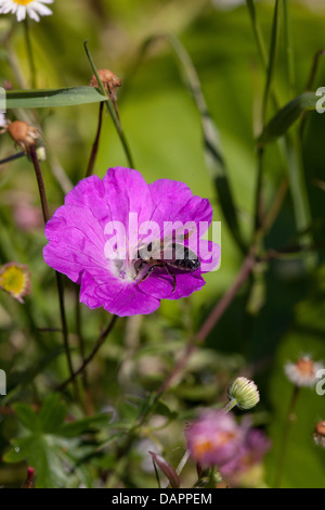 Nahrungssuche Biene auf lila Geranium Blüte im Frühlingsgarten Stockfoto