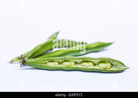 Vicia Faba. Frisch gepflückten Bohnen auf einem weißen Hintergrund. Stockfoto