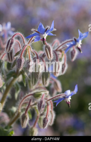 Borretsch Feld Borrango Officinalis auch bekannt als starflower Stockfoto