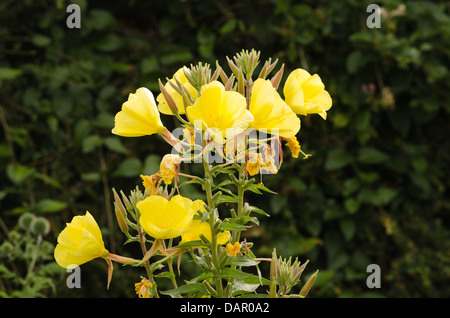 Cluster von leuchtend gelbe Nachtkerze Blumen zeigen verwelkte Blüte vom Vorabend und Knospen für den nächsten Tag im Morgengrauen Stockfoto