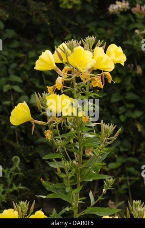 Cluster von leuchtend gelbe Nachtkerze Blumen zeigen verwelkte Blüte vom Vorabend und Knospen für den nächsten Tag im Morgengrauen Stockfoto