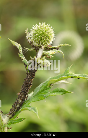 Schwarze Blattläuse saugen Saft von Pflanzen, Pest Hemiptera am Globe Thistle Echinops wird bewirtschaftet von Ameisen für süßen Honig angebaut Stockfoto