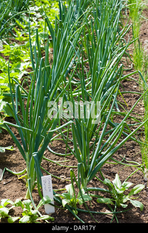 Sturon Onions wächst im Land Allium cepa Stockfoto