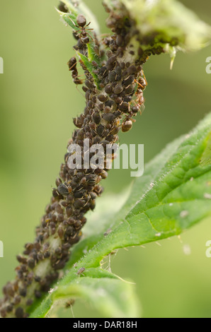 Schwarze Blattläuse saugen Saft von Pflanzen, Pest Hemiptera am Globe Thistle Echinops wird bewirtschaftet von Ameisen für süßen Honig angebaut Stockfoto