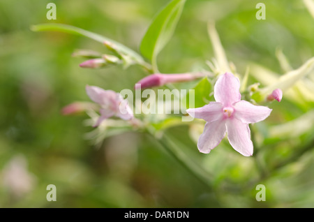 Luftige rosa Jasminblüten auf Ast hängen vom Hintergrund Schecken bei Sonnenschein getrennt Stockfoto