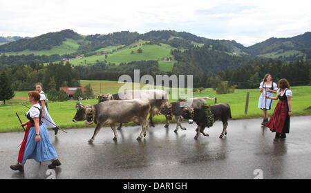 Alp Bauern treiben ihr Vieh ins Tal während der Viehscheid-Almabtrieb in Oberstaufen, Deutschland, 9. September 2011. Während die Viehscheid-Almabtrieb werden Tausende von Kühen aus den Bergen ins Tal getrieben. Foto: KARL-JOSEF HILDEBRAND Stockfoto