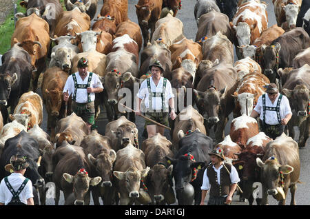 Alp Bauern treiben ihr Vieh ins Tal während der Viehscheid-Almabtrieb in Oberstaufen, Deutschland, 9. September 2011. Während die Viehscheid-Almabtrieb werden Tausende von Kühen aus den Bergen ins Tal getrieben. Foto: KARL-JOSEF HILDEBRAND Stockfoto