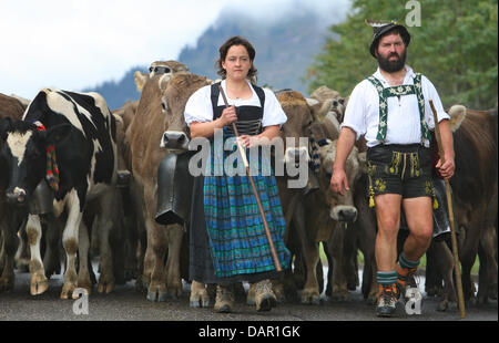 Alp Bauern treiben ihr Vieh ins Tal während der Viehscheid-Almabtrieb in Oberstaufen, Deutschland, 9. September 2011. Während die Viehscheid-Almabtrieb werden Tausende von Kühen aus den Bergen ins Tal getrieben. Foto: KARL-JOSEF HILDEBRAND Stockfoto
