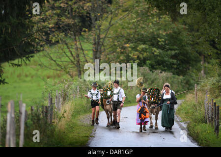 Alp Bauern treiben ihr Vieh ins Tal während der Viehscheid-Almabtrieb in Oberstaufen, Deutschland, 9. September 2011. Während die Viehscheid-Almabtrieb werden Tausende von Kühen aus den Bergen ins Tal getrieben. Foto: KARL-JOSEF HILDEBRAND Stockfoto