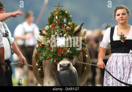 Alp Bauern treiben ihr Vieh ins Tal während der Viehscheid-Almabtrieb in Oberstaufen, Deutschland, 9. September 2011. Während die Viehscheid-Almabtrieb werden Tausende von Kühen aus den Bergen ins Tal getrieben. Foto: KARL-JOSEF HILDEBRAND Stockfoto