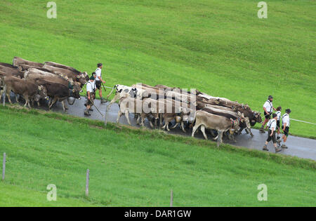 Alp Bauern treiben ihr Vieh ins Tal während der Viehscheid-Almabtrieb in Oberstaufen, Deutschland, 9. September 2011. Während die Viehscheid-Almabtrieb werden Tausende von Kühen aus den Bergen ins Tal getrieben. Foto: KARL-JOSEF HILDEBRAND Stockfoto