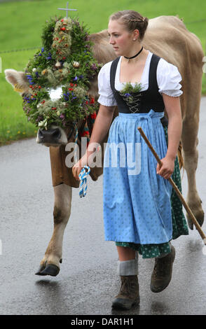 Alp Bauern treiben ihr Vieh ins Tal während der Viehscheid-Almabtrieb in Oberstaufen, Deutschland, 9. September 2011. Während die Viehscheid-Almabtrieb werden Tausende von Kühen aus den Bergen ins Tal getrieben. Foto: KARL-JOSEF HILDEBRAND Stockfoto