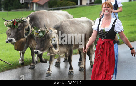 Alp Bauern treiben ihr Vieh ins Tal während der Viehscheid-Almabtrieb in Oberstaufen, Deutschland, 9. September 2011. Während die Viehscheid-Almabtrieb werden Tausende von Kühen aus den Bergen ins Tal getrieben. Foto: KARL-JOSEF HILDEBRAND Stockfoto