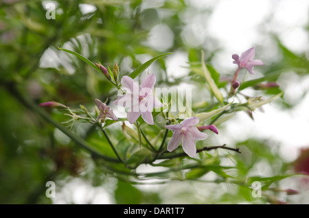 Luftige rosa Jasminblüten auf Ast hängen vom Hintergrund Schecken bei Sonnenschein getrennt Stockfoto