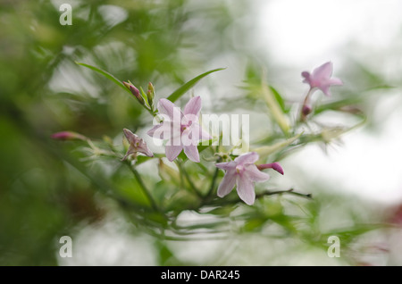 Luftige rosa Jasminblüten auf Ast hängen vom Hintergrund Schecken bei Sonnenschein getrennt Stockfoto