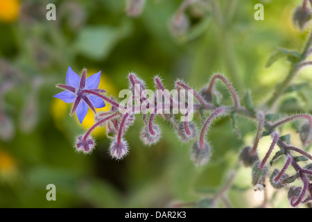 Borretsch Feld Borrango Officinalis auch bekannt als starflower Stockfoto