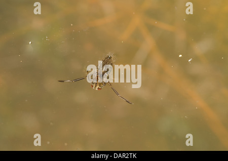 Gemeinsamen Wasser Schiffer Erwachsenen ruht auf Wasseroberfläche eingetaucht unter filamentous-Algen, eine Decke von Spirogyra und Elodea Stockfoto