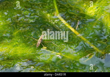 Größerer Teich Skater Strider warten auf Beute auf der Oberfläche des Teiches Wit viele Spirogyra filamentösen grüne Decke Algen Stockfoto