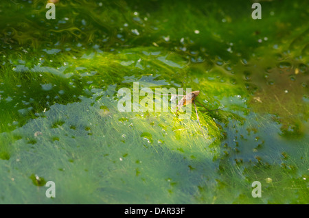 Größerer Teich Skater Strider warten auf Beute auf der Oberfläche des Teiches Wit viele Spirogyra filamentösen grüne Decke Algen Stockfoto