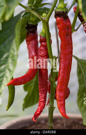 Rote Cayenne Pfeffer wächst in einem Topf Capsicum annuum Stockfoto