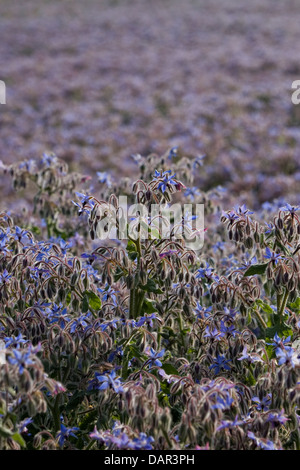 Borretsch Feld Borrango Officinalis auch bekannt als starflower Stockfoto