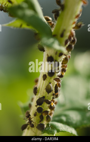 Schwarze Blattläuse saugen Saft von Pflanzen, Pest Hemiptera am Globe Thistle Echinops wird bewirtschaftet von Ameisen für süßen Honig angebaut Stockfoto