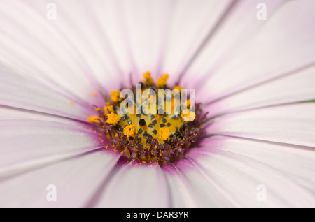 1 rosa Blüte Osteospermum Fruticosum Daisy viele Blütenblätter führt zu inneren Ring der Staubfäden Antheren Sonnentag Stockfoto