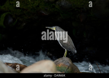 Fasciated Tiger-Heron Tigrisoma fasciatum Stockfoto