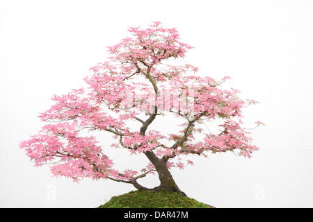 Bonsai japanischer Ahorn Acer palmatum Stockfoto