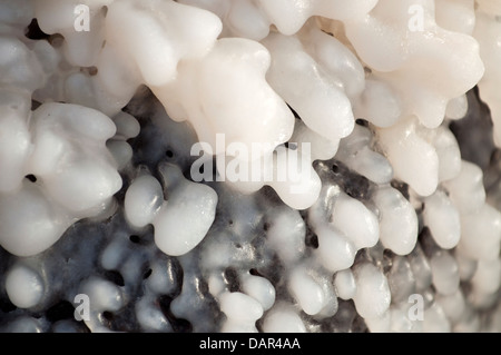 Salzformationen an den Ufern des Toten Meeres, Jordanien Stockfoto