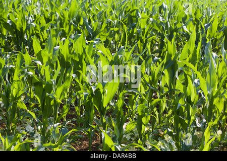 Zuckermais Zea Mays Convar Saccharata var. Rugosa Ernte von Mais Stockfoto