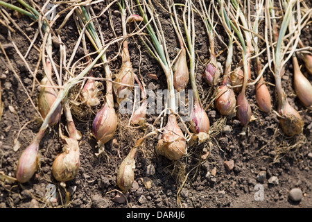 Schalotten in der Sonne am Boden Allium Cepa Var Aggregatum austrocknen Stockfoto