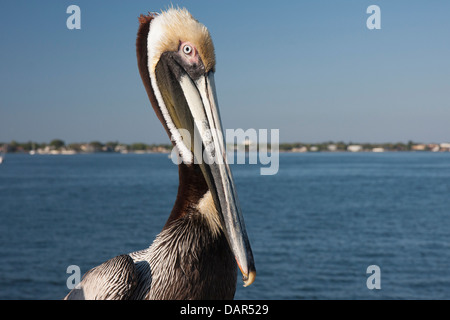Braune Pelikan sitzt auf der Pier in St. Petersburg Stockfoto
