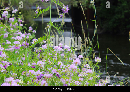 Corinilla Varia oder Lila Krone Wicke ist eine Wildblume ist eine niedrig wachsende Rebe für Erosionsschutz eingesetzt. Stockfoto