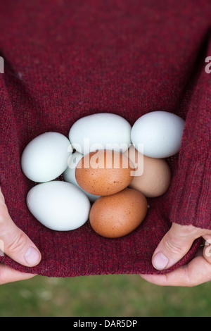 Mann frisch sammeln legte Freilandeier Hause produziert in seinen Pullover Stockfoto