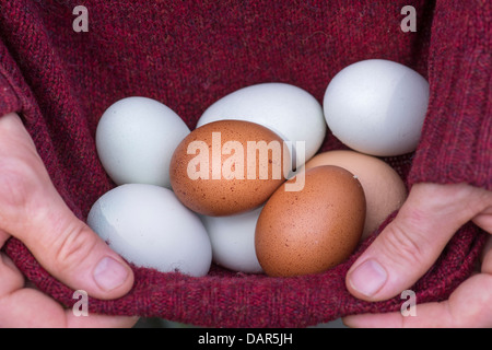 Mann frisch sammeln legte Freilandeier Hause produziert in seinen Pullover Stockfoto