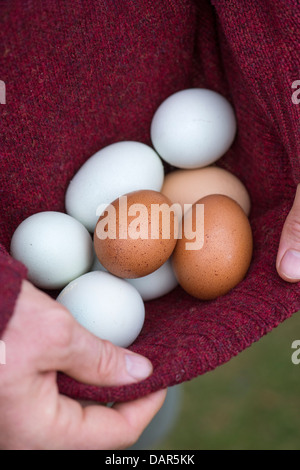 Mann frisch sammeln legte Freilandeier Hause produziert in seinen Pullover Stockfoto