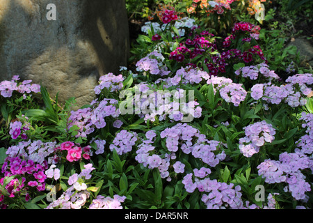 Dianthus Blüten sind entweder jährlichen oder zweijährlichen Pflanzen und kommt in verschiedenen Farben. Stockfoto