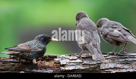 Zwei gemeinsame Starling / Europäische Star (Sturnus Vulgaris) die Jungvögel betteln im Frühjahr Stockfoto