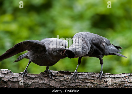 Western Dohle / Europäische Dohlen (Corvus Monedula / Coloeus Monedula) Erwachsenen Fütterung junge Betteln auf Ast Stockfoto