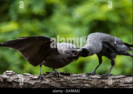 Western Dohle / Europäische Dohlen (Corvus Monedula / Coloeus Monedula) Erwachsenen Fütterung junge Betteln auf Ast Stockfoto