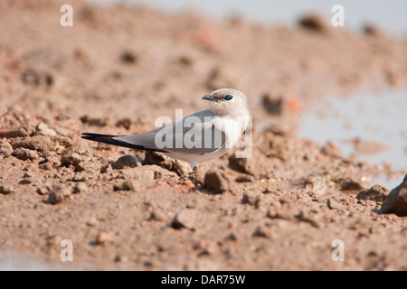 Kleine Brachschwalbe, wenig Brachschwalbe oder kleinen indischen Brachschwalbe (Glareola Lactea) am Ufer eines Baches in Ponda, Goa Stockfoto