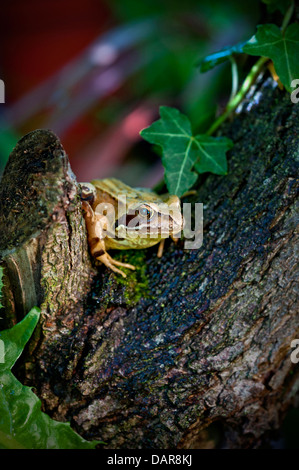 Der Grasfrosch (Rana Temporaria) in seinem heimischen Garten Lebensraum in der späten Nachmittagssonne Stockfoto