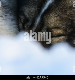 Siberian Husky schlafenden, Nahaufnahme Stockfoto