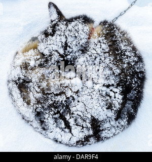 Siberian Husky bedeckt in Schnee, Schweden Stockfoto