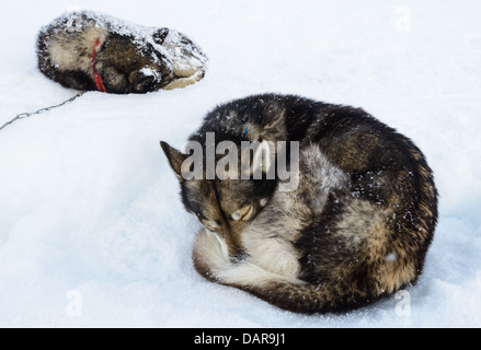 Zwei Siberian Huskies im Schnee, Schweden Stockfoto