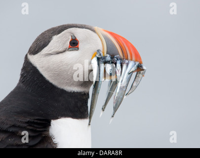 Ein Papageientaucher mit einem Schnabel voller Sandaal Stockfoto