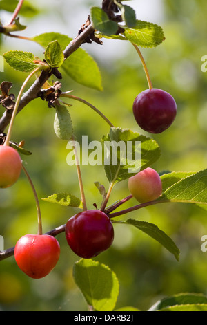 Nahaufnahme von einem Morello Cherry Baum mit Früchten auf Prunus Cerasus Stockfoto