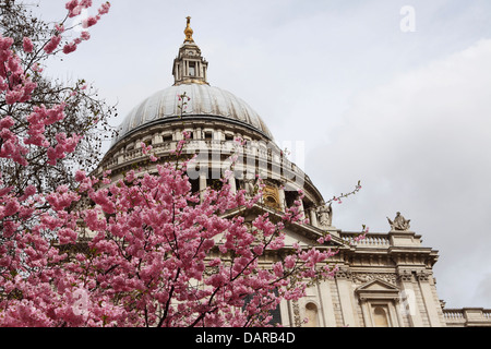 Kirschblüte auf einem Baum in der Nähe von St. Pauls Cathedral in London, England. Stockfoto