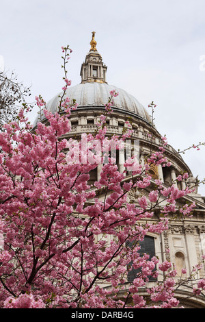 Kirschblüte auf einem Baum in der Nähe von St. Pauls Cathedral in London, England. Stockfoto